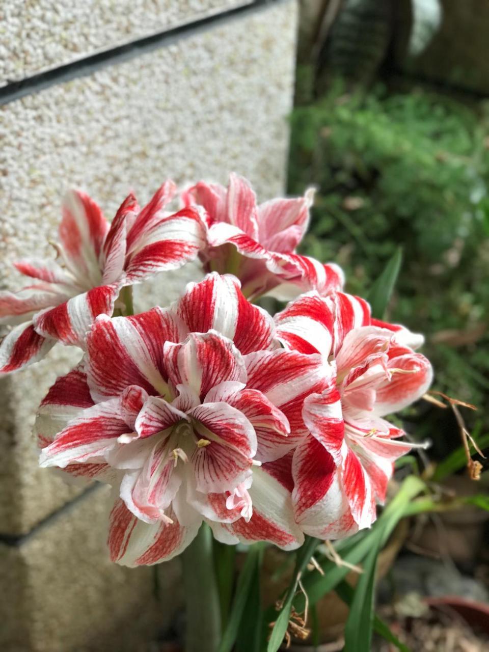 花蓮 達芙妮花園民宿 Ji'an Exteriér fotografie